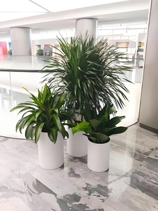 宁波盆景出租哪家靠谱？深度评测告诉你！